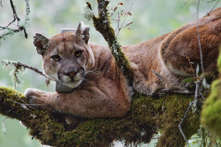 puma