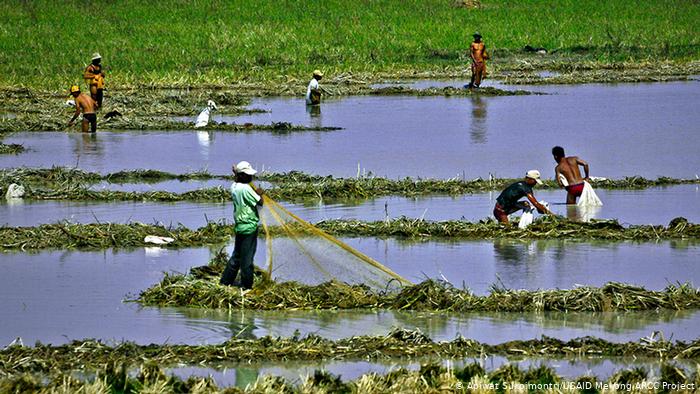 Rice farming in Cambodia (Apiwat Sukpimontri/USAID Mekong ARCC Project)