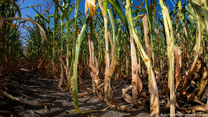 Drought in Germany (picture-alliance/dpa/A. Franke)