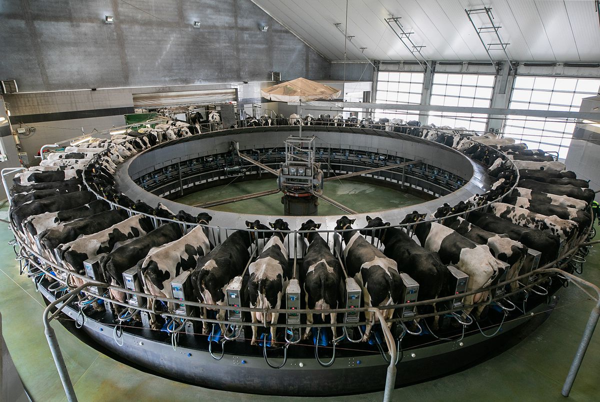 Inside a warehouse, a large metal carousel is tightly packed with cows, who are each held in separated enclosures with their heads held in place between metal bars. 