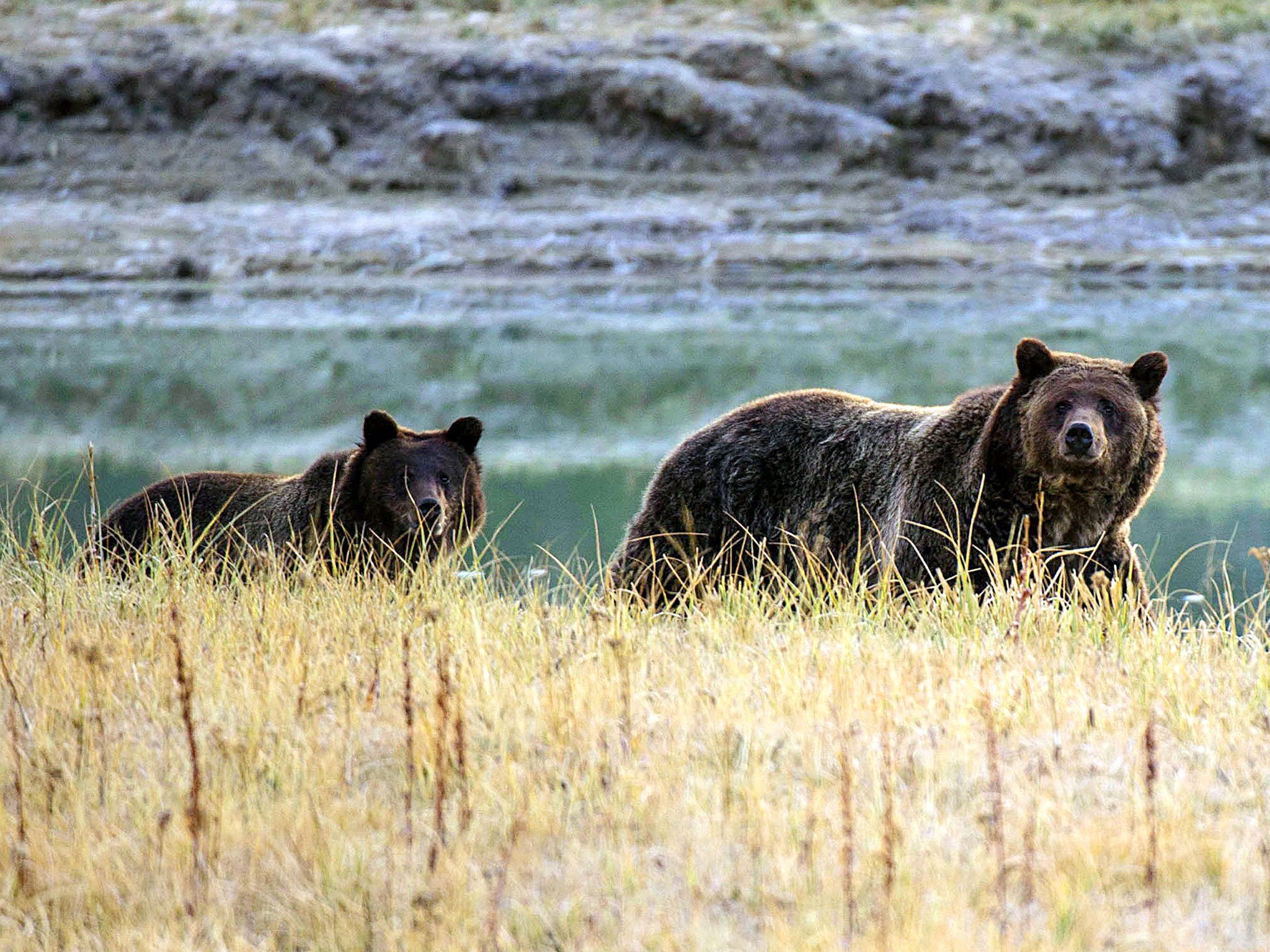 2 grizzlies killed by Wyoming wildlife officials after hunting guide fatally mauled