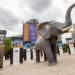 Pressure mounting on EU to end ivory trade